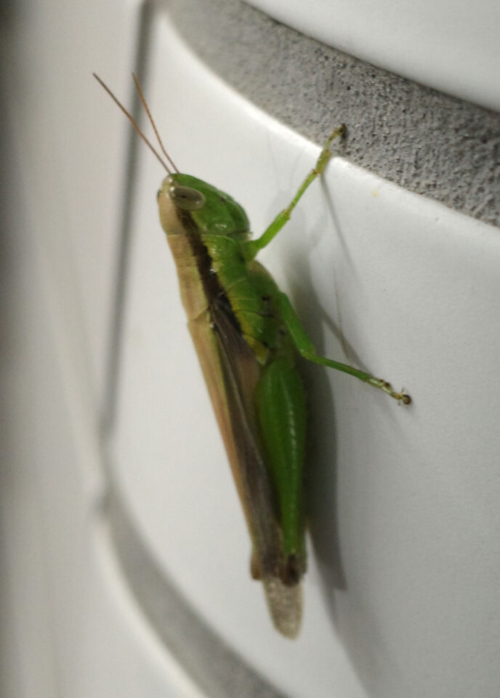 ハネナガイナゴ