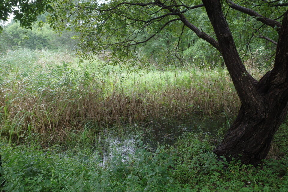 葛飾区水元公園