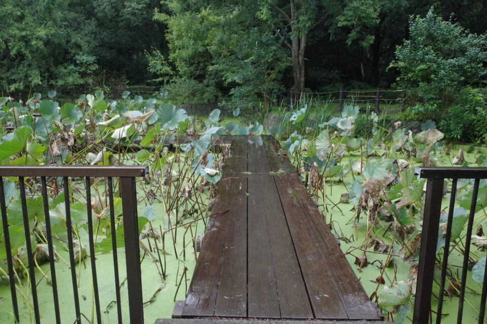 水性植物 葛飾区水元公園