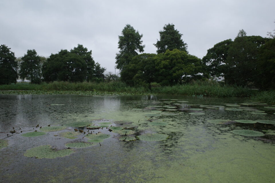 葛飾区水元公園