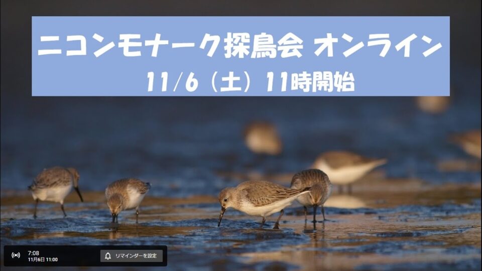 日本野鳥の会のオンライン探鳥会に参加！