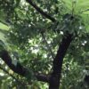 「オナガの巣」の巻 | どんぐりころころ　－野鳥里庭－
