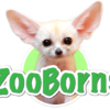 ZooBorns - The Newest, Cutest Baby Animals from the World's Zoos & Aqua