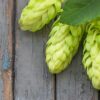 Ekuanot Hops: The Variety Formally Known As Equinox