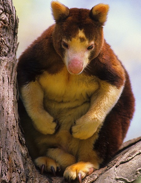 Matschie's tree-kangaroo
