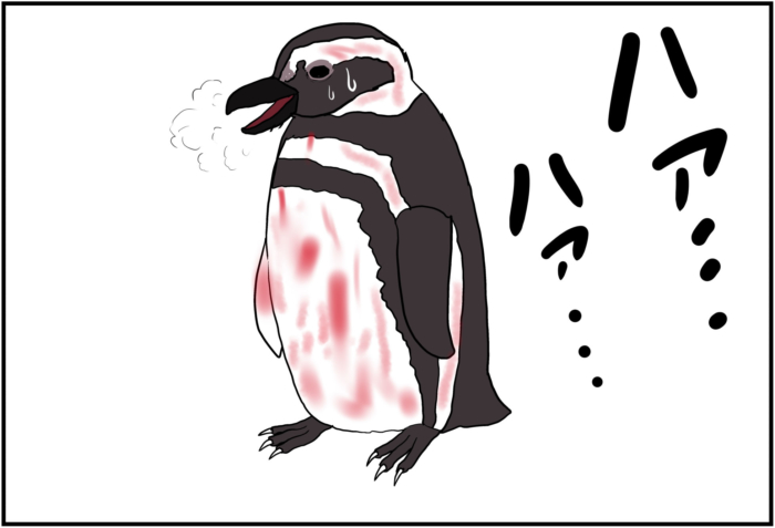 ダーウィンが来た ペンギン 砂の荒野で戦う の感想 セミブログ