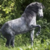 プララザエスパニョーラという馬のこと